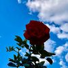 sakina.fatima80
