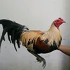 gerollsaculingan
