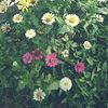 armauu_