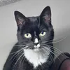 moothetuxie