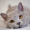 charlyderkater