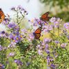 wildflower0257