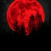 midnight___rose