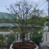 phng.hi084