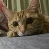 kazuman_5