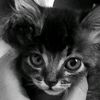user_mie_ay4m