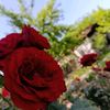 esra_ekin56