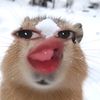 xsyrzt