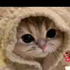 gshsgsu