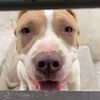 fernando_toby_rocky