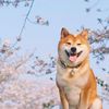 cutelittleshibalnu1