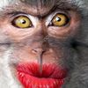 monkey_..0