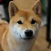 gajashibainudog