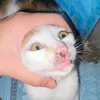 ghethinhvai