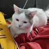 suchinmilo