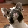 dagi6947