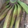 acadoang06