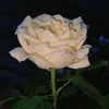 tanyadana64