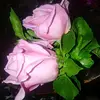 omima.elgendy3