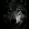 ayxan.official.1
