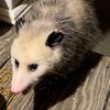 stanleyopossum
