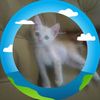 ali.husin6617