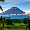 Cendrawasih
