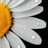 棉花糖