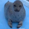 seal12352