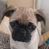 laya_y_nala