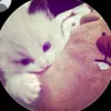 meow_xinhgaii