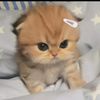 user5002008132578