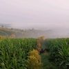 divanisa_4