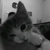 nqh_ndlgh10