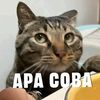 dika_awoak