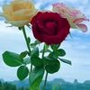 hina.ibood