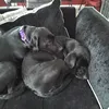 luna.and.cleo.ali
