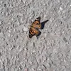 wiljalie.nilsson