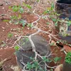 nguynm9524