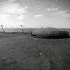 gelik3428
