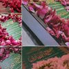 shah62440