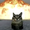 catcoorig
