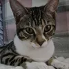 indie.the_cat