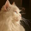 fazi5516