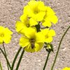 weeds.n.roses