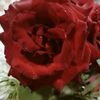 amina.matouk3