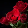abuela.chana