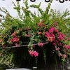 mrdva2206