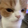 tama_suka_kucing