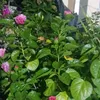 dngvinh885